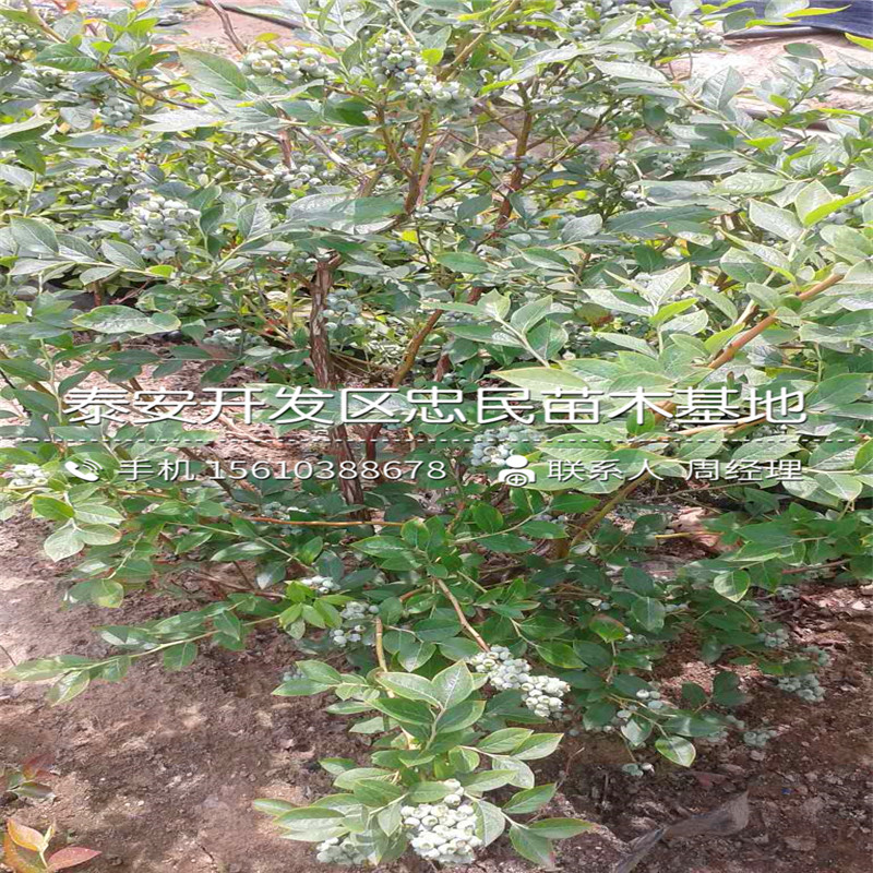 占地藍(lán)莓苗批發(fā)哪里便宜、占地藍(lán)莓苗出售基地