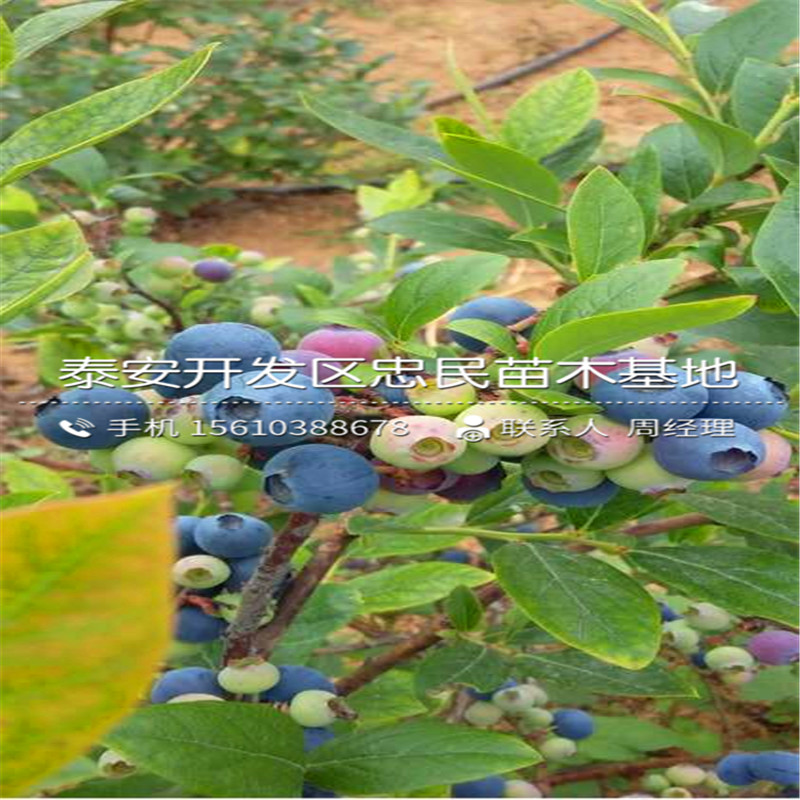 芭爾德溫藍(lán)莓苗出售價(jià)位、芭爾德溫藍(lán)莓苗一畝地栽植多少棵