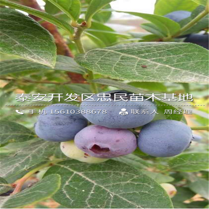 斯巴坦蓝莓苗批发哪里便宜、斯巴坦蓝莓苗批发价格是多少
