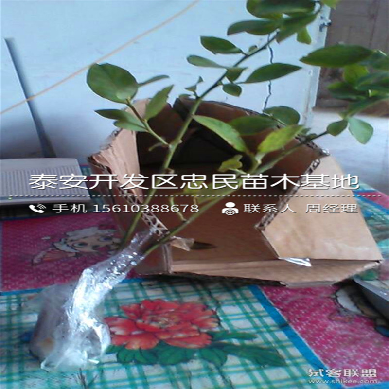 斯巴坦藍莓苗批發(fā)單價、斯巴坦藍莓苗產(chǎn)量多少