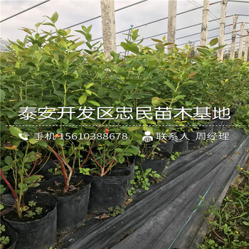 芭爾德溫藍(lán)莓苗出售價(jià)位、芭爾德溫藍(lán)莓苗一畝地栽植多少棵