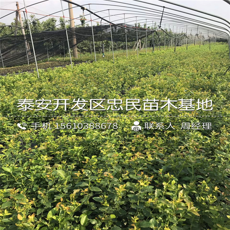 组培蓝莓苗种植技术、组培蓝莓苗多少钱