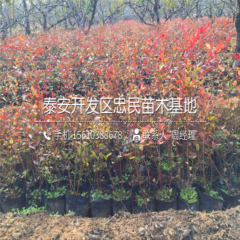 营养杯蓝莓苗种植技术、营养杯蓝莓苗批发基地