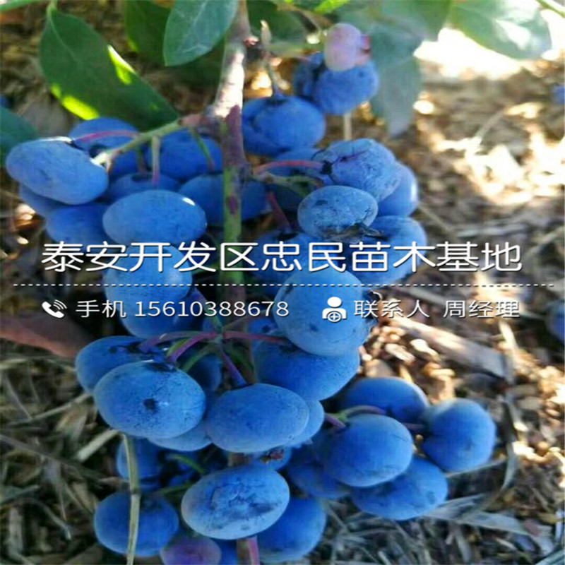 珠寶藍(lán)莓苗出售批發(fā)、珠寶藍(lán)莓苗供應(yīng)商