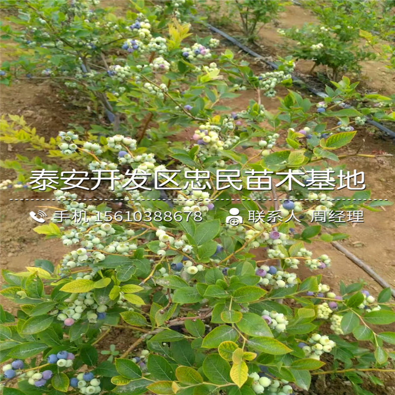芬蒂蓝莓苗出售价钱、芬蒂蓝莓苗新品种