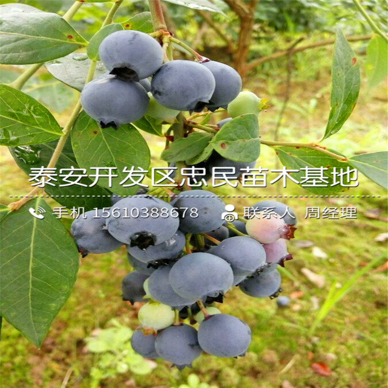 钱德勒蓝莓苗什么价格、钱德勒蓝莓苗新品种