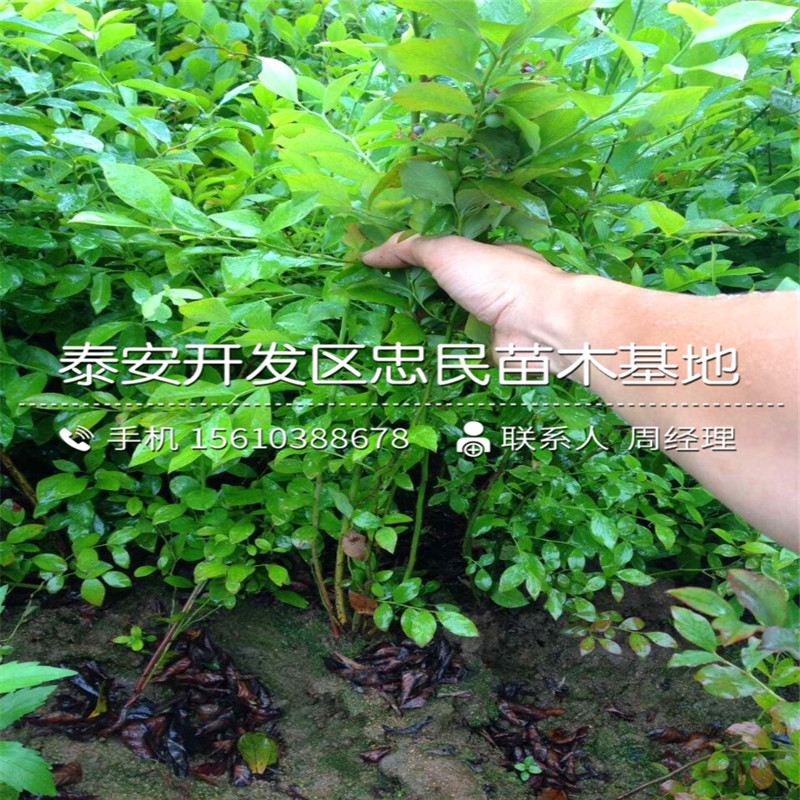 早藍(lán)藍(lán)莓苗哪里價(jià)格便宜、早藍(lán)藍(lán)莓苗供應(yīng)商