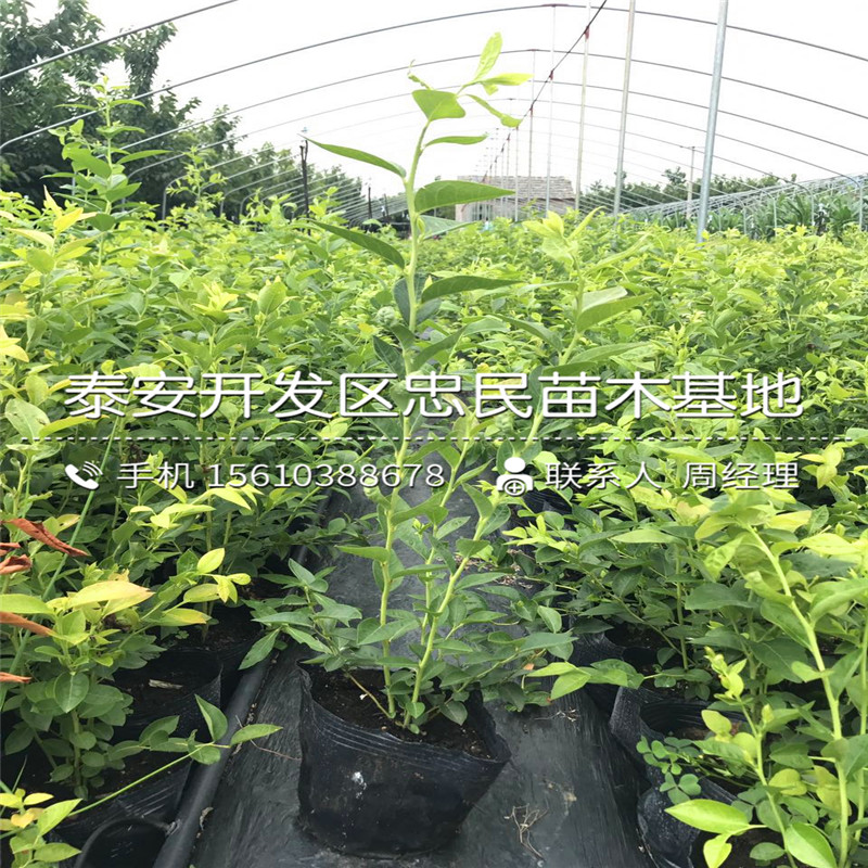 珠寶藍莓苗批發(fā)廠家、珠寶藍莓苗出售價格是多少