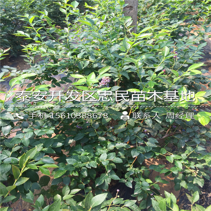 康維爾藍莓苗附近哪里有、康維爾藍莓苗多少錢一棵