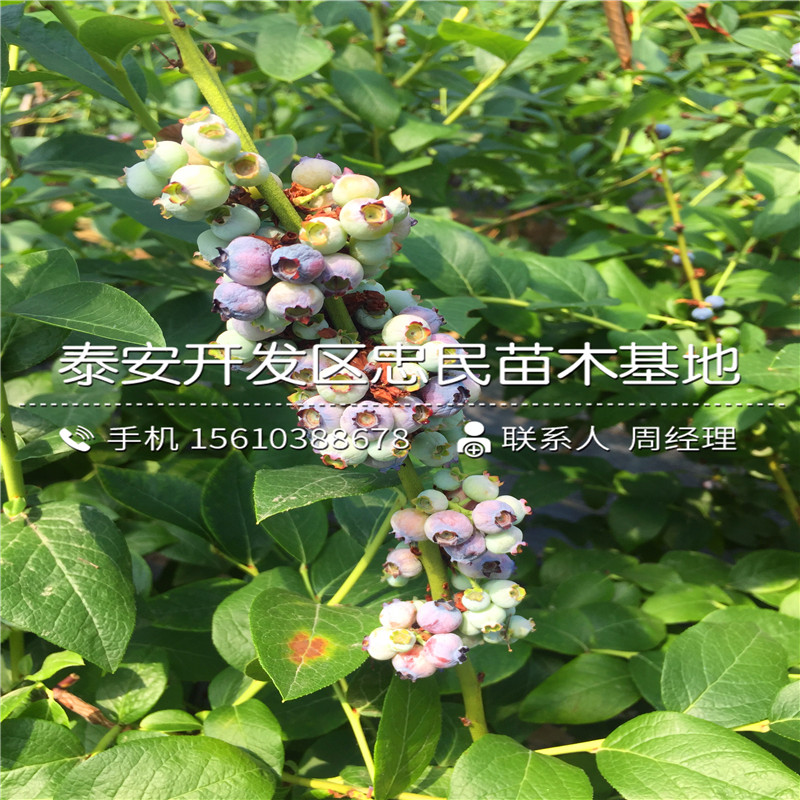 北陆蓝莓苗批发厂家、北陆蓝莓苗多少钱一株
