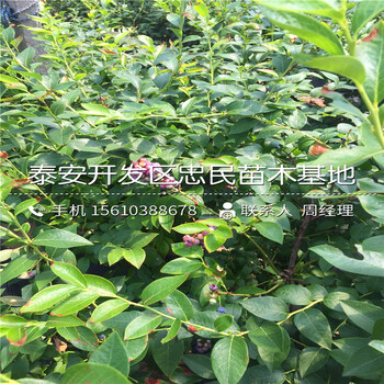 美登藍(lán)莓苗種植技術(shù)、美登藍(lán)莓苗產(chǎn)量多少