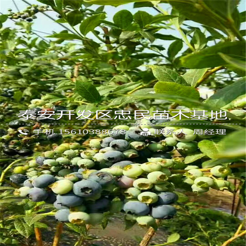 四年生藍(lán)莓苗哪里供應(yīng)、四年生藍(lán)莓苗批發(fā)價格多少