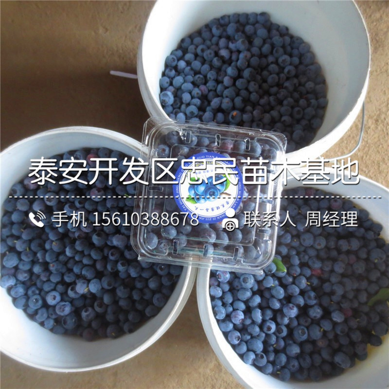 北村蓝莓苗销售价格、北村蓝莓苗产量多少