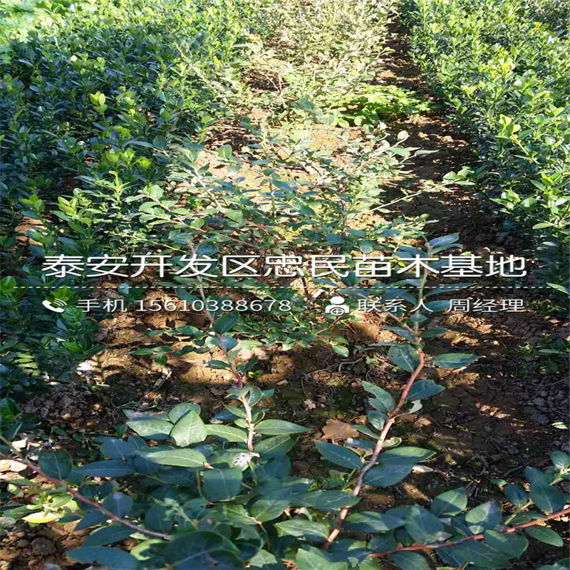 地栽蓝莓苗哪里有卖的、地栽蓝莓苗出售价格是多少