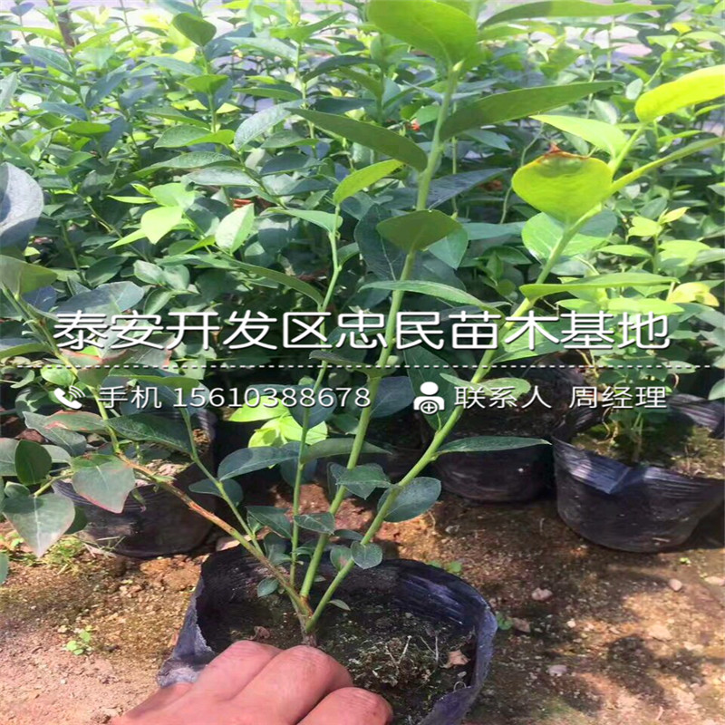 矮丛蓝莓苗出售价格、矮丛蓝莓苗图片