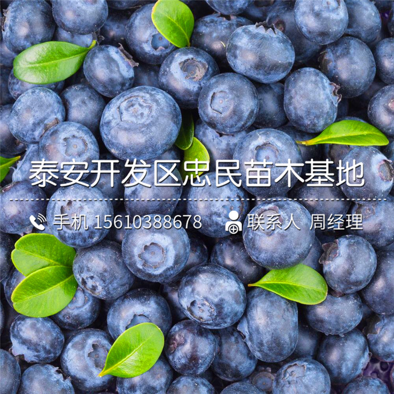 阳光蓝蓝莓苗销售价格、阳光蓝蓝莓苗厂家