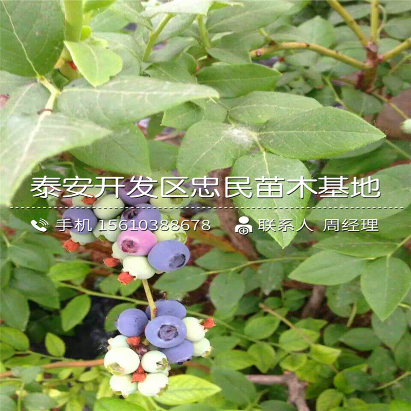 占地蓝莓苗种植技术、占地蓝莓苗批发出售