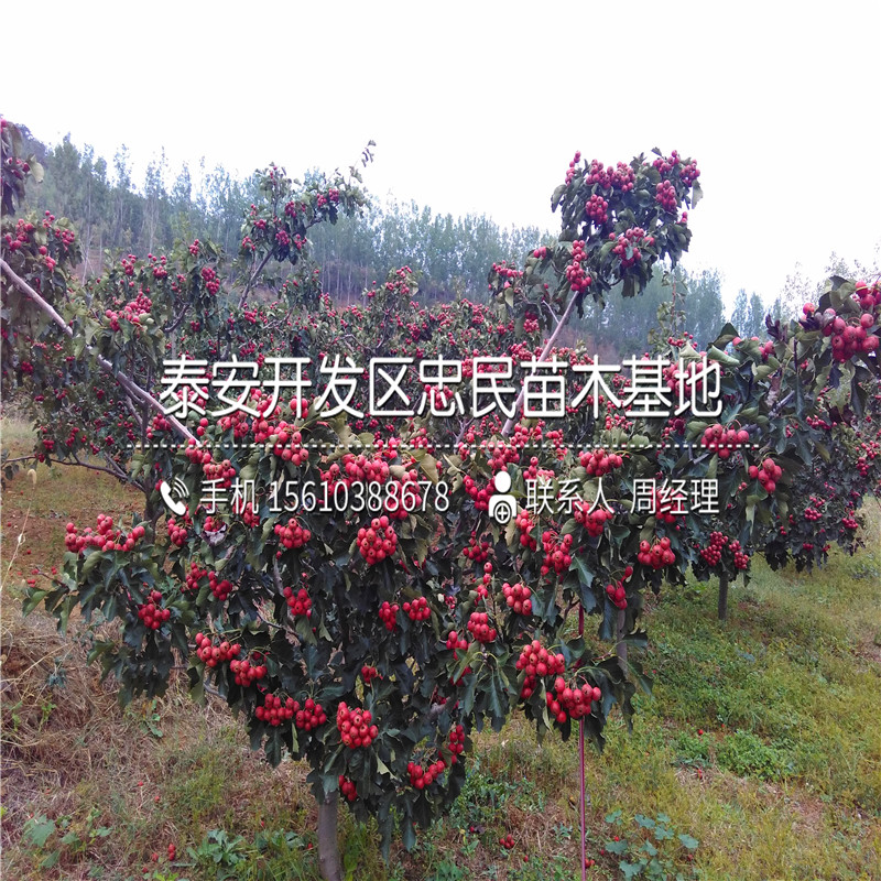7公分山楂樹苗哪里有、7公分山楂樹苗批發(fā)價錢