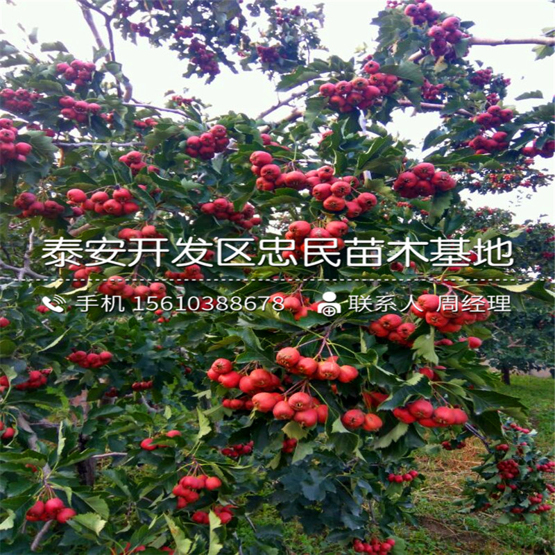 甜紅子山楂樹苗出售批發(fā)、甜紅子山楂樹苗哪里出售