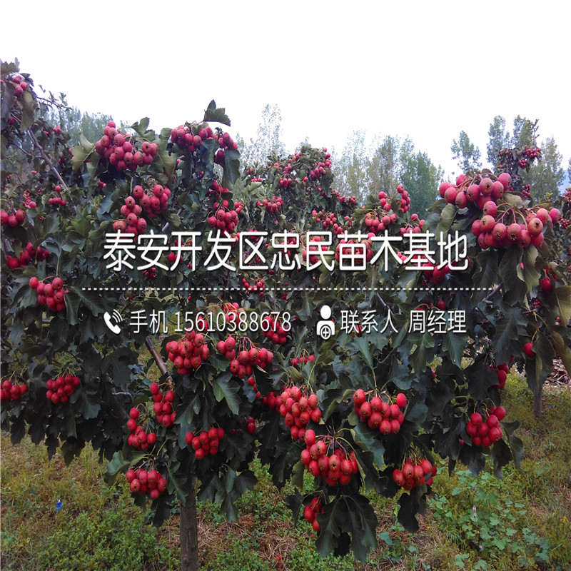 占地山楂樹苗批發(fā)多少錢、占地山楂樹苗出售基地