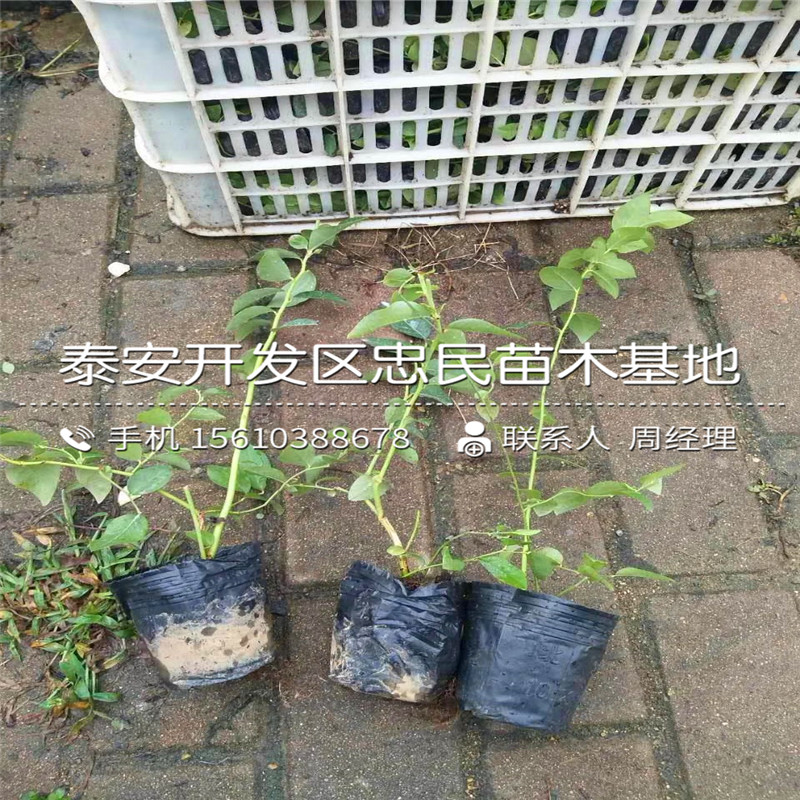 粉蓝蓝莓苗哪里批发、粉蓝蓝莓苗价钱低