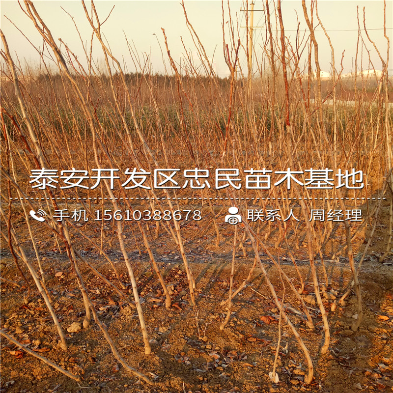 5公分山楂樹苗一棵多少錢、5公分山楂樹苗一畝地栽植多少棵