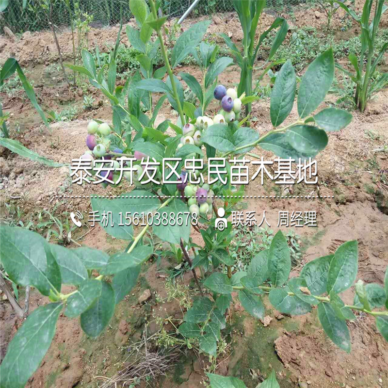 布里吉塔蓝莓苗销售基地、布里吉塔蓝莓苗厂家