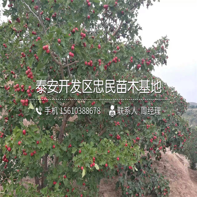甜紅子山楂樹苗基地、甜紅子山楂樹苗批發(fā)價錢