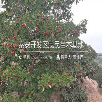 大金星山楂樹苗基地、大金星山楂樹苗品種介紹
