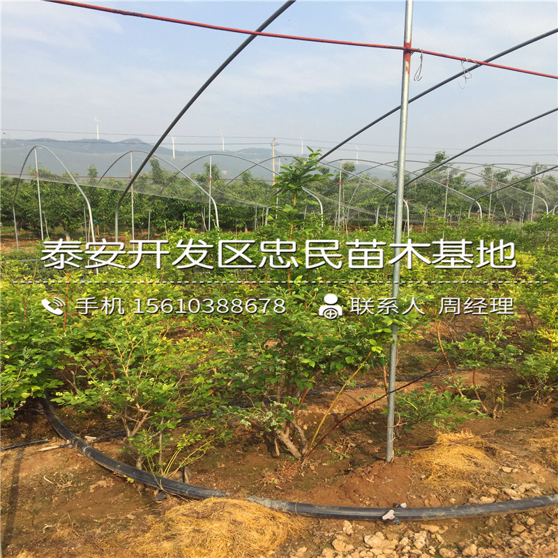 粉藍藍莓苗出售單價、粉藍藍莓苗價錢低