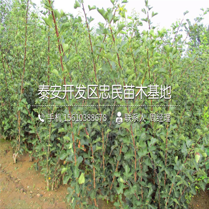甜紅子山楂樹苗基地、甜紅子山楂樹苗批發(fā)價錢