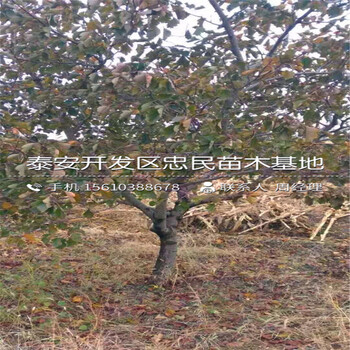大金星山楂樹(shù)苗哪里價(jià)格便宜、大金星山楂樹(shù)苗行情