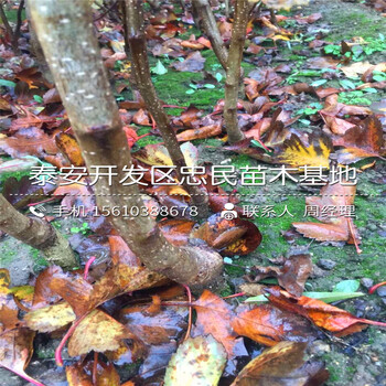 無花果小苗出售價(jià)位、無花果小苗價(jià)格