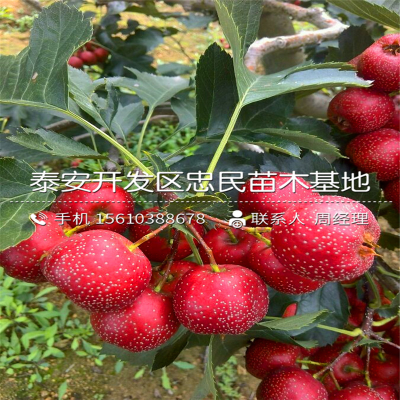 山楂苗哪里供應(yīng)、山楂苗多少錢一棵