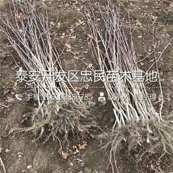 4公分山楂樹(shù)苗一株多少錢(qián)、4公分山楂樹(shù)苗廠家