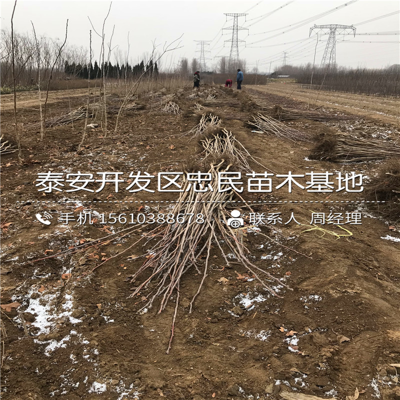 嫁接山楂樹苗簡介、嫁接山楂樹苗產(chǎn)地在哪里呀