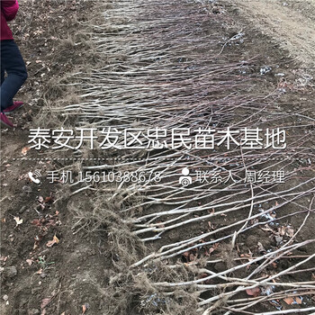 大棉球山楂樹苗銷售價格、大棉球山楂樹苗出售基地