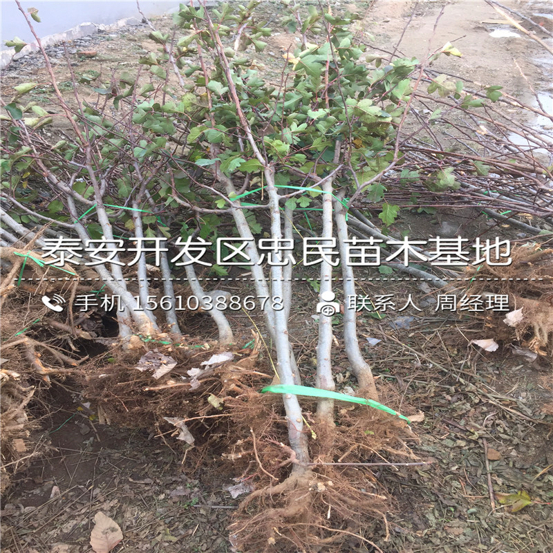 山楂樹苗怎么種、山楂樹苗多少錢