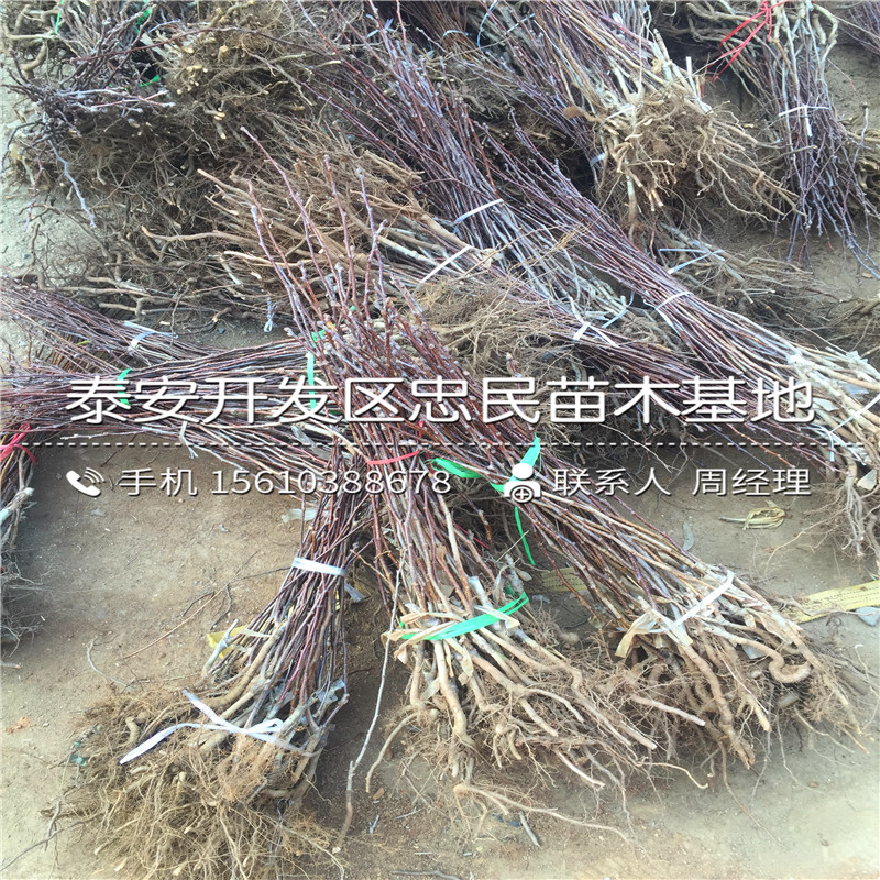1公分山楂樹(shù)苗哪里批發(fā)、1公分山楂樹(shù)苗批發(fā)價(jià)錢(qián)