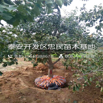 歪把紅山楂樹苗哪里有、歪把紅山楂樹苗行情