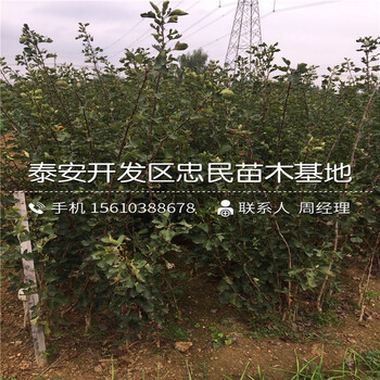 三年生山楂樹苗哪里價(jià)格便宜、三年生山楂樹苗多少錢