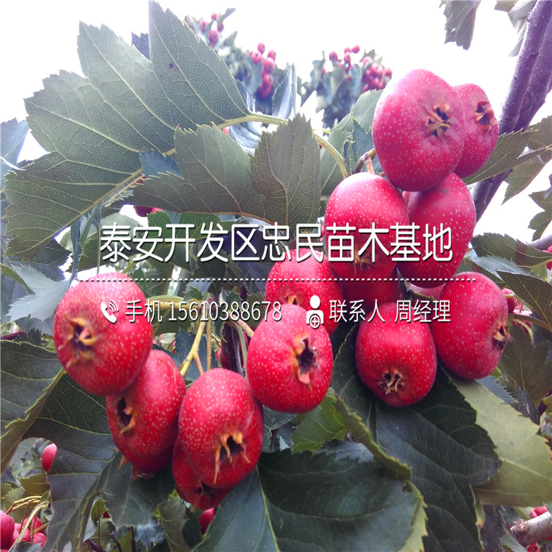 四年生山楂樹苗哪里供應(yīng)、四年生山楂樹苗出售價格是多少