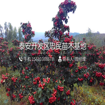 一年生山楂樹(shù)苗附近哪里有、一年生山楂樹(shù)苗新品種