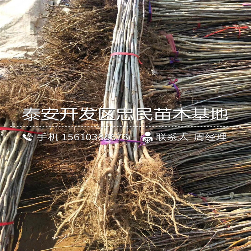 大果山楂樹苗哪里有賣的、大果山楂樹苗出售