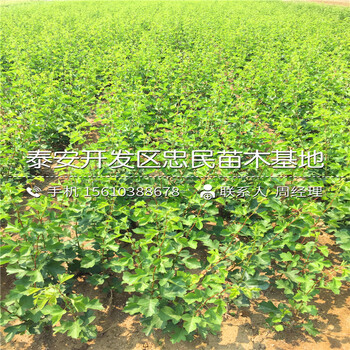 四年生山楂樹苗批發(fā)什么價格、四年生山楂樹苗行情