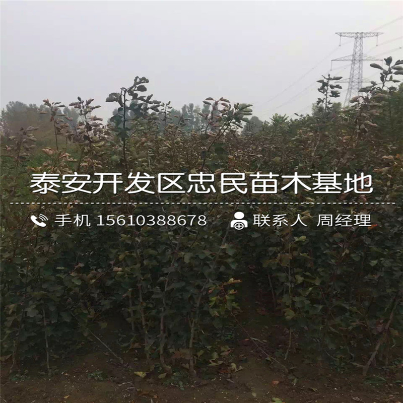 大棉球山楂樹苗批發(fā)廠家、大棉球山楂樹苗出售基地