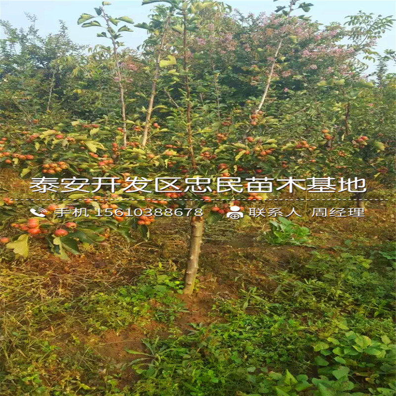 7公分山楂樹苗種植技術(shù)、7公分山楂樹苗價(jià)格多少