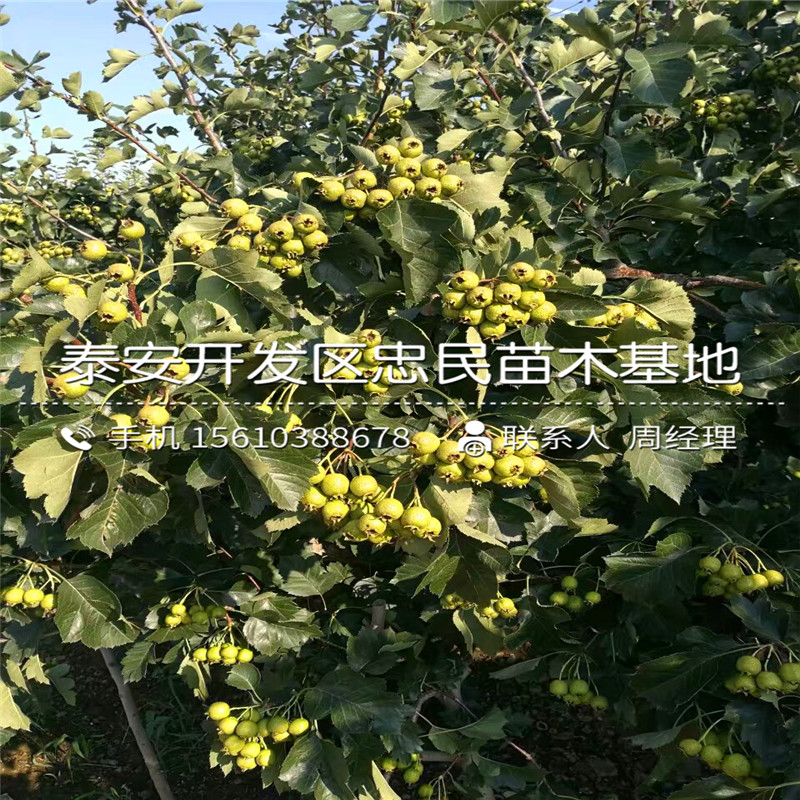 大五棱山楂樹苗出售批發(fā)、大五棱山楂樹苗多少錢