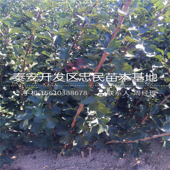 1公分山楂樹苗一棵多少錢、1公分山楂樹苗品種介紹