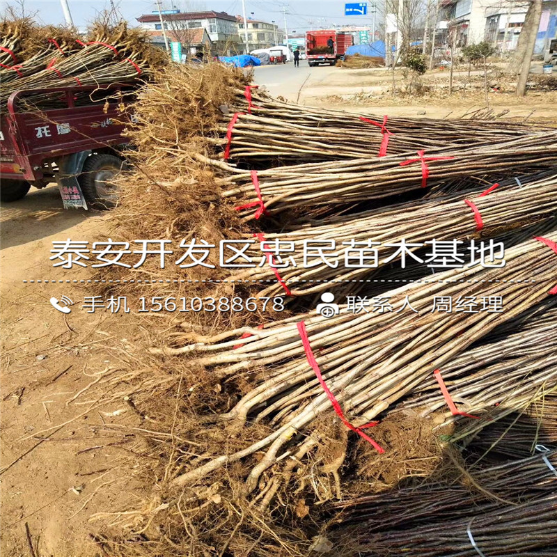 甜紅子山楂樹苗出售價(jià)格、甜紅子山楂樹苗栽培技術(shù)